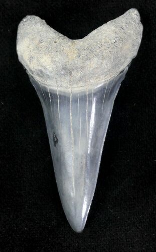 Fossil Mako Shark Tooth - Bone Valley, FL #20658